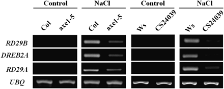 RT-PCR analysis of abiotic stress-responsive gene expression in axe1-5 and HDA6-RNAi plants. 2-week-old Col wild-type, axe1-5, Ws wild-type, and HDA6-RNAi (CS24039) plants were treated with 250 mM NaCl for 6 h. Total RNA for RT-PCR analysis was isolated from leaf tissues. Ubiquitin (UBQ) was used as an internal control.