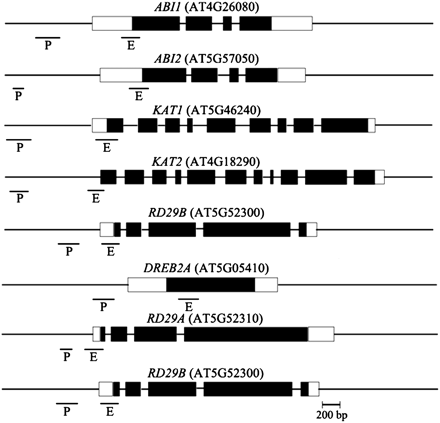 Relative positions of the amplified fragments of ABA- and salt-inducible genes in the ChIP assay. The positions and sizes of the amplified fragments from promoter (P) and exon (E) areas are indicated. The black boxes correspond to exons and white boxes to 5′ or 3′ UTR.
