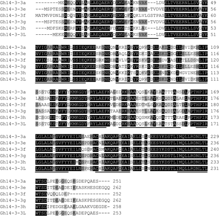 Sequence alignment among the six Gh14-3-3 proteins. Sequences of Gh14-3-3s were aligned. The amino acid residues identical among the sequences are indicated in black, while similar residues are shown in grey, and the regions of the nine conserved antiparallel α-helices (α1–α9) are underlined.