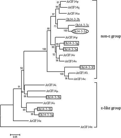 Phylogenetic relationship of cotton 14-3-3 proteins to Arabidopsis 14-3-3 proteins. The minimum evolution tree was constructed in MEGA3.1 from 1000 bootstrap replicates. The accession numbers of cotton and Arabidopsis 14-3-3 proteins in GenBank are: Gh14-3-3a (EU189220), Gh14-3-3b (EU189221), Gh14-3-3c (EU189222), Gh14-3-3d (EU189223), Gh14-3-3e (EU189224), Gh14-3-3f (GU451708), Gh14-3-3g (GU451709), Gh14-3-3h (GU451710), Gh14-3-3L (DQ402076), AtGF14κ (AAD51783), AtGF14λ (AAD51781), AtGF14χ (AAA96254), AtGF14ϕ (AAB62224), AtGF14ω (AAA96253), AtGF14ν (AAD51782), AtGF14υ (AAB62225), AtGF14ψ (AAA96252), AtGF14μ (AAD51784), AtGF14ι (AAK11271), AtGF14° (AAG47840), AtGF14ε (AAD51785), and AtGF14π (NP-565174).