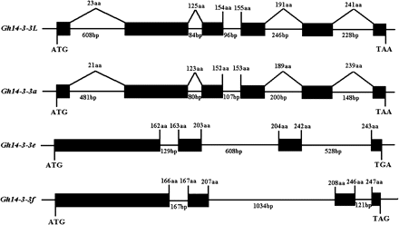 The structures of four Gh14-3-3 genes. Exons are denoted by black boxes. Introns, 5′-flanking regions, and 3′-UTRs are denoted by lines. The length of the intron in base pairs is indicated. The position of substitution is denoted by a diagonal line.