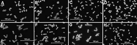 Overexpression of Gh14-3-3 genes stimulated the longitudinal growth of fission yeast cells. Micrographs were taken using dark-field microscopy. Yeast cells harbouring the constructed vectors pREP5N-Gh14-3-3L (A and E), pREP5N-Gh14-3-3a (B and F), and pREP5N-Gh14-3-3e (C and G), and empty plasmid (pREP5N; D and H) were cultured in non-induction medium (A–D) or induction medium (E–H). Bar=100 μm.