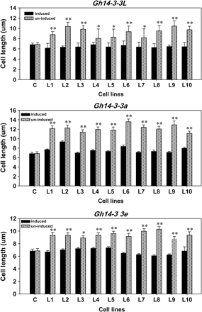 Statistical analysis of the length of various fission yeast cell lines. C, controls (yeast cells with empty vectors); L1–L10, transformed cell lines (yeast cells harbouring Gh14-3-3 genes). A single asterisk represents a significant difference (P-value <0.05), and double asterisks represent very significant differences (P-value <0.01) between the transformed cell lines and the control by t-test. The experiments were repeated three times; means represent average values of cell length (n=100 cells each line), and bars show standard errors.