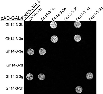 Isoform-specific interactions among the Gh14-3-3 proteins. The coding sequences of the Gh14-3-3 genes were cloned into the yeast two-hybrid vectors pGADT7 and pGBKT7, and introduced into yeast cells (see Materials and methods). Interactions among the Gh14-3-3 proteins were analysed by yeast mating. Transformants were assayed for growth on QDO nutritional selection medium.