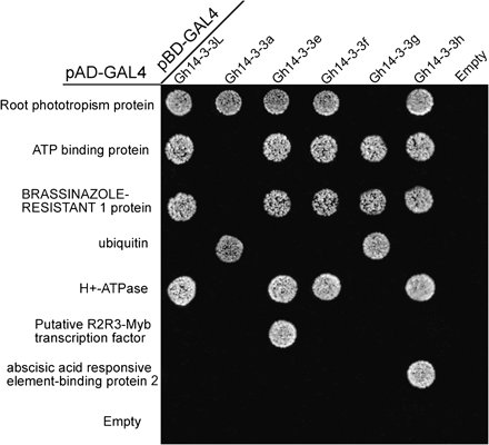 Isoform-specific interactions between Gh14-3-3s and target proteins. Seven interactors were selected to analyse the interaction with each Gh14-3-3 protein by yeast mating. Transformants were assayed for growth on QDO nutritional selection medium.