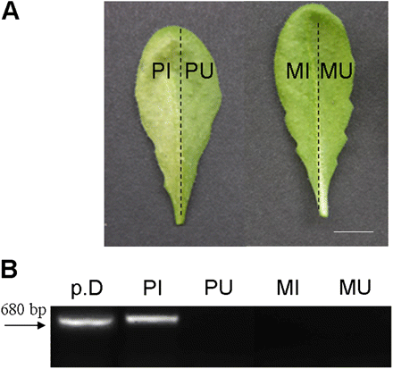 Detection of Pst-AvrRpm1 bacteria in Arabidopsis leaves. (A) Representative Arabidopsis leaves 48 h after infiltration of the left half leaves with Pst-AvrRpm1 (107 cfu ml−1) or MgCl2. Bar=8 mm. (B) PCR amplification of AvrRpm1 plasmidic gene. PCR amplification was performed using the following templates: p.D, purified bacterial DNA; PI, DNA isolated from Pst-AvrRpm1 infiltrated tissues; PU, DNA isolated from uninfiltrated part of Pst-AvrRpm1 treated leaves; MI, DNA from the MgCl2 (mock) infiltrated tissues; MU, DNA from the uninfiltrated part of mock-treated leaves. Tissues were collected 24 h after treatments for DNA extraction. Amplification product size=680 bp (indicated by the arrow). The experiment was repeated twice with identical results. (This figure is available in colour at JXB online.)