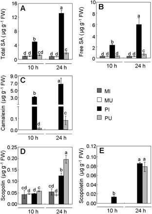 Quantification of salicylic acid (SA), camalexin, and scopoletin in Pst-AvrRpm1-infected tissues (PI), in uninfected adjacent part of leaves (PU), in the mock-infiltrated tissues (MI), and in mock-uninfiltrated adjacent part of leaves (MU) 10 h or 24 h after inoculation. (A) Total pool of SA; (B) free SA; (C) camalexin; (D) scopolin; (E) scopoletin. Values correspond to the mean (±SD) of three replicates from one representative experiment out of two independent experiments. Letters indicate significant differences between values (Newman–Keuls test, P <0.05). In untreated leaves, levels of total SA, free SA, and scopolin reach 1.00±0.11, 0.27±0.02, and 0.04±0.01 μg g−1 FW, respectively, while camalexin and scopoletin were undetectable.