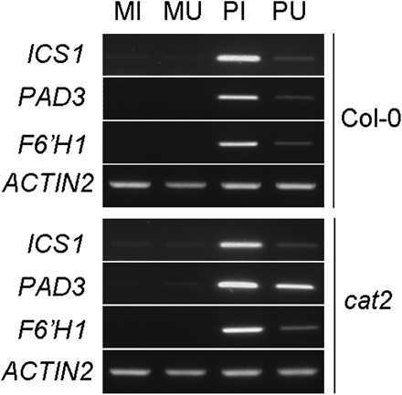 Expression of ICS1 (ISOCHORISMATE SYNTHASE1), PAD3 (PHYTOALEXIN-DEFICIENT3), and F6’H1 (FERULATE-CoA 6’HYDROXYLASE1) genes in Pst-AvrRpm1-treated Col-0 wild-type and cat2 mutants of Arabidopsis. Half leaves of wild-type and cat2 plants were infiltrated with 107 cfu ml−1Pst-AvrRpm1 or MgCl2. Total RNA was extracted from bacteria-infiltrated (PI) and MgCl2-infiltrated (MI) tissues, from uninfiltrated half leaves of bacteria-treated leaves (PU) and uninfiltrated half leaves of MgCl2-treated leaves (MU). Reverse-transcripts were produced to perform semi-quantitative RT-PCRs. Control reactions to normalize RT-PCR amplification were run with the ACTIN2 specific primers.