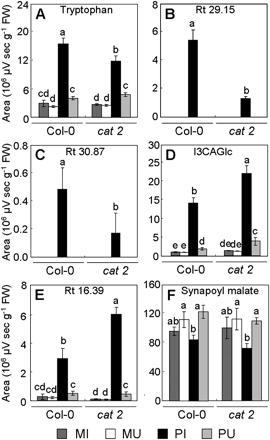 Relative abundance of compounds differentially induced in Col-0 and cat2 leaves infected with Pst-AvrRpm1. Tryptophan (A), compounds with an Rt of 29.15 min (B) and an Rt of 30.87 min (C) exhibit reduced levels in the cat2 mutant. Indole-3-carboxylic acid β-D-glucopyranosyl ester (D, I3CAGlc) and the compound with an Rt of 16.39 min (E) exhibit increased levels in the cat2 mutant. Synapoyl malate (F) exhibits the same levels in the Col-0 wild-type and the cat2 mutant. Metabolite levels were quantified in Pst-AvrRpm1-infected tissues (PI), uninfected adjacent part of leaves (PU), mock-infiltrated tissues (MI), and mock-uninfiltrated adjacent part of leaves (MU) at 24 hpi. Values correspond to the mean (±SD) of three replicates from one experiment. Letters indicate significant differences between values (Newman–Keuls test, P <0.05). In untreated leaves, levels of tryptophan, compounds with an Rt of 29.15 min, a compound with an Rt of 30.87 min, I3CAGlc, the compound with an Rt of 16.39 min, and synapoyl malate reach, respectively, 2.54±1.24, 0.01±0.00, 0.01±0.00, 0.57±0.13, 0.06±0.02, and 108.94±23.20 106 μV s g−1 FW for Col-0, and 2.68±0.53, 0.01±0.00, 0.01±0.00, 0.90±0.06, 0.09±0.03, and 116.75±25.08 106 μV s−1 g−1 FW for the cat2 mutant. The experiment was repeated twice with similar results.