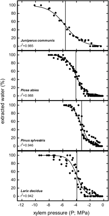Per cent extracted water at different xylem pressure (P; MPa) in the Cavitron. Vertical lines show P at which 50% water was extracted (Pex50).