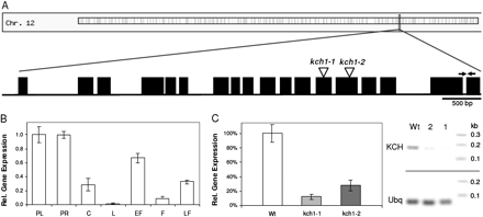 Expression pattern of OsKCH1 in rice and Tos17 insertion mutants. (A) Schematic representation of the OsKCH1 gene structure. Introns are shown as lines, exons as boxes. Positions of Tos17 insertion sites in kch1-1 and kch1-2 are indicated by arrow heads. Positions of the primers used for gene expression analysis are indicated by arrows. (B) Expression of OsKCH1 in rice seedlings and adult plants of the wild type measured by real-time PCR. PL, primary leaf; PR, primary root; C, coleoptile; L, adult leaf; EF, young flower bud; F, fully developed fower; LF, flower after pollination. (C) Expression of OsKCH1 in Tos17 insertion mutants quantified by real-time PCR in RNA extracts from complete seedlings of the mutant lines kch1-1 and kch1-2 as compared to the wild-type control. In addition, a representative RT-PCR shows the abundance of OsKCH transcripts in seedlings of the wild type as compared to the mutants kch1-1 (1) and kch1-2 (2). Ubiquitin (Ubq) was used as internal standard in all samples.