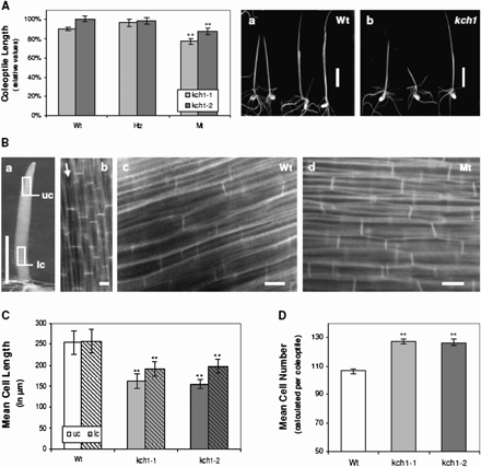 Phenotype of Tos17 insertion mutants. (A) Coleoptile length in etiolated seedlings 7 d after germination. For both mutant lines, kch1-1 (light grey), and kch1-2 (dark grey), in addition to homozygous mutant plants (Mt), heterozygotes (Htz), and the segregating wild types (Wt) were analysed. Coleoptile length plotted relative to the cultivar Oryza sativa L. japonica cv. Nipponbare that was the background for the mutants. Mean values ±SE of a total of at least 50 measurements are given, collected cumulatively over several independent experimental series. Asterisks indicate significant differences in both mutant lines between Mt and Wt/Htz as assessed by a t test for unpaired data; **P <0.01. Representative images of both Wt (a) and Mt (b) seedlings. Scale bar: 10 mm. (B, C) Cell length measurements in coleoptiles of etiolated seedlings 7 d after germination for kch1-1 (light grey), kch1-2 (dark grey) and wild-type (Wt, white) plants. Cell length were determined in the upper part (uc, open bars) and in the lower part (lc, hatched bars) of the coleoptile as marked in (a) by counting cross walls per cell file in the field of vision at the microscope as indicated in (b). Data represent mean values ±SE of a total of at least 150 analysed cell files, collected from 15 coleoptiles. Asterisks (**) indicate significant differences (P <0.01) between Mt and Wt as assessed by a t test for unpaired data. Representative fluorescence images of coleoptile cells are shown in (c) for the wild type and in (d) for the mutant. Scale bars:10 mm (a); 20 μm (b, c). (D) Mean cell numbers in coleoptiles of etiolated seedlings 7 d after germination for kch1-1 (light grey), kch1-2 (dark grey) and wild-type (Wt, white) plants. Mean values ±SE were estimated from the cell lengths determined in a total of at least 150 analysed cell files as described in (B). Asterisks (**) indicate significant differences (P <0.01) between Mt and Wt in t tests for unpaired data.