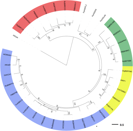 Phylogenetic analysis of KCH family members. Phylogenetic tree for the KCH family from several higher plants and from the moss Physcomitrella patens obtained by a maximum likelihood approach with random stepwise addition of protein sequences and arbitrary rooting using the Kin-14A family member AtKatA as outgroup. Bootstrap support values were obtained from 100 replicates and only values greater than 50 are shown in the tree. KCH members from higher plants cluster into four clades, all shaded in different colours. OsKCH1 (marked by an asterisk) resolves into the most expanded branch, together with two additional KCH family members from rice. Abbreviations: Osj, Oryza sativa japonica; At, Arabidopsis thaliana; Gh, Gossypium hirsutum; Vv, Vitis vinifera; Pp, Physcomitrella patens; Pt, Populus trichocarpa; Rc, Ricinus communis. All protein sequence data were obtained from Swiss-Prot/TrEMBL.