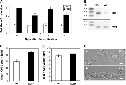 BY-2 cells overexpressing OsKCH1 are more elongated than wild-type cells. (A) Expression of KCH in non-transformed BY-2 wild-type cells (Wt, white) and BY-2 cells stably overexpressing OsKCH1 (KCH1, black). (B) Representative RT-PCR detection of KCH expression levels in BY-2 Wt and BY-2 KCH1. Ubiquitin (Ubq) was used as internal standard in all samples. (C) Cell length in BY-2 Wt and BY-2 KCH1. Mean values ±SE of a total of 300 analysed cells per sample, collected cumulatively in three independent experimental series are given. Asterisks (**) indicate P <0.01 as evaluated by a t test for unpaired data. (D) Cell width in BY-2 Wt and BY-2 KCH1. For details refer to (C). (E) Representative DIC images of (a) BY-2 Wt and (b) BY-2 KCH1 cells to show the differences in cell length. Scale bars: 20 μm.