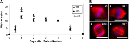 Mitosis in BY-2 KCH1 cells is delayed but morphologically normal. (A) Time-course of mitotic indices (MI) in BY-2 Wt and BY-2 KCH1. Mean ±SE in per cent of cells of a total of 450 analysed cells per time point and sample, collected cumulatively from three independent experimental series with 150 cells per series are given. (B) Microscopic analysis of mitotic spindles in BY-2 Wt (a) and BY-2 KCH1 (b), as well as phragmoplasts (c, d). Microtubules were stained by immunofluorescence, the DNA visualized by Hoechst staining. Scale bars: 20 μm. (This figure is available in colour at JXB online.)