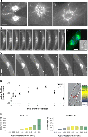 Influence of OsKCH1 on nuclear positioning. (A–C) Tobacco BY-2 cells stably expressing a GFP fusion of OsKCH1-800. (A) Optical sections from the cell midplane of interphasic cells. (B) Time-lapse series of cells after mitosis (a–j) (see Supplementary Video S3 at JXB online). In addition, a merge image is given in (k) showing GFP OsKCH1-800 fluorescence and DNA signals stained by Hoechst. The corresponding DIC image is given in (l). (C) Time-lapse series of nuclear movement in an interphasic cell (see Supplementary Video S4 at JXB online). The original position of the nucleus in each image is indicated by a dotted line. Arrows highlight filaments that span to the periphery while arrowheads point to OSKCH1 accumulation on cortical anchor points. (D) Time-course of nuclear positions (NP) in BY-2 KCH1 and BY-2 Wt through the culture cycle at different time points after subcultivation. The nuclear position is determined as a relative value by division of the shortest distance between the middle of the nucleus n and the total cell diameter d as displayed in the DIC image. The adjacent scale shows the typical values for mean NP, ranging between 0.15 and 0.5 together with a colour code. Three main intervals for the position of the nucleus in a cell of interest can be defined, indicating either a central location of the nucleus (NP=0.4–0.5; shaded in green), a lateral position (NP=0.15–0.28, shaded in blue), or an intermediate state (NP=0.3–0.4, shaded in bright yellow). For each time point and cell line, three times 500 cells were measured and mean values were plotted as a function of time together with the respective SE. Differences between mean NP values were positively tested for significance in unpaired t-tests and showed P <0.01 at days 0.5, 1, and 2. (E) Comparison between the NP value distributions in BY-2 Wt and BY-2 KCH1 at day 1. The histograms displays the NP values in ranges of 0.5, colour-coded as described in (D), together with the respective occurrence in a percentage of cells. Note that in BY-2 Wt at 1 d in about 70% of cells the nuclei are centrally located (NP values higher than 0.4) while at the same time point in BY-2 KCH1 this is only the case in about 28% of cells.