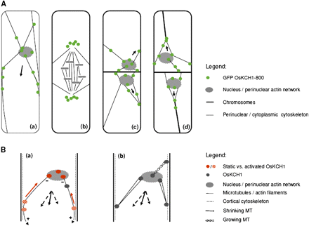 OsKCH1 localization throughout the cell cycle and working models for OsKCH1 function in nuclear positioning. (A) Dynamic redistribution of GFP OsKCH1 during the cell cycle. In interphasic and premitotic cells (a), OsKCH1 signals colocalized with a cytoskeletal network that tethers the nucleus to the periphery. Punctate signals accumulated at the sites, where the filaments reached the nuclear envelope or connected to the cell cortex. During mitosis (b), OsKCH1 retracted from nucleus and division plane and did not colocalize with mitotic microtubule structures. During cytokinesis, OsKCH1 signals were repartitioned and subsequently mainly found surrounding the newly formed nuclei, again along the cytoskeletal network that tethered these nuclei to the periphery or connected the nuclei with the cell poles. Arrows indicate the observed directions of nuclear movement. (B) Schematic models for the function of OsKCH1 in nuclear positioning. A ‘sliding model’ (a) is based on two different populations of OsKCH1. Static OsKCH1 proteins anchor the minus (–) end of radial microtubules at the nuclear envelope, possibly via interaction with the perinuclear actin network. The plus (+) ends of the microtubules are captured at the cortex by protein complexes involving activated OsKCH1 motors that move towards microtubule minus-ends (red arrow), but are anchored such that they generate a sliding force (arrowheads) that finally acts on the nucleus. Black arrows depict the force vectors that produce a resulting force (plain arrow) pointing in the observed directions of nuclear movement. A ‘pulling/pushing model’ (b) relies rather on microtubule dynamics. Microtubules are captured by anchor protein complexes involving OsKCH1 on both the nuclear envelop and the cell cortex. Depending on the accessory protein complexes, microtubule dynamics are differentially regulated, resulting either in growth or shrinkage. Black arrows again depict the force vectors. (This figure is available in colour at JXB online.)