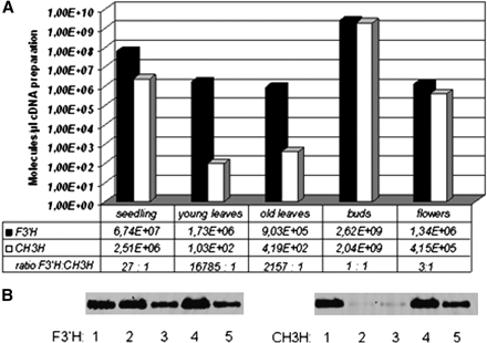 Gene expression profiles of F3′H and CH3H in five different Cosmos tissues: seedlings (1), young leaves (2), old leaves (3), buds (4), and flowers (5). (A) Displayed via a logarithmic y-axis. Transcript levels were quantified using plasmids harbouring a copy of the respective cDNA clone. The number of F3′H and CH3H transcripts and the ratio F3′H:CH3H are also shown. (B) qPCR assays run in 1.5% agarose gel, left, F3′H; right, CH3H.