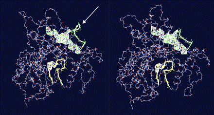 Visualization of the homology modelled enzymes CH3H (left) and F3′H (right) using swissmodel. The white arrow marks the putative loop region at the CH3H surface.