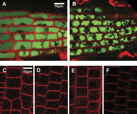 Visualization of sodium and endocytosis. (A, B) Confocal planes showing young cortex cells at the root tip region of Col3 (A) or sos1-1 (B) after a 8 h treatment with 100 mM NaCl. Seedlings were stained with CoroNa Green (green) and FM4-64 (red). (C–F) Cells at the root meristem of Col3 (C, D) or sos1-1 (E, F) under non-stress condition (C, E) or after 8 h treated with 100 mM NaCl (D, F). Shown were pictures taken at 30 min after application of FM4-64 at the same confocal setting.