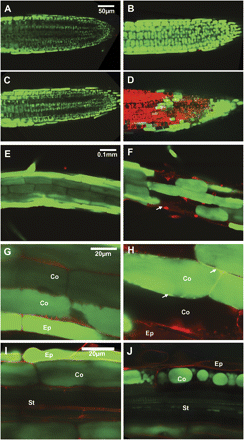 Effects of long-term stress. CoroNa Green (green) was applied to visualize sodium and propidium iodide (red) to stain the cell wall and dead cells. (A–D) Root tip region after 14 h (A, B) and 20 h (C, D) treatment with 100 mM NaCl. Confocal planes showing epidermis and cortex cells of the Col3 (A, C) or sos1-1 (B, D). (E–F) Root hair zone of Col3 (E) and sos1-1 (F) after 14 h treatment with 100 mM NaCl. Confocal planes showing epidermis (Ep) and cortex (Co) cells. (G) Magnification of images in (E). (H) Magnification of images in (F). (I, J) Older parts of Col3 (G) and sos1-1(H) roots after 20 h treatment with 100 mM NaCl. Confocal planes showing epidermis (Ep), cortex (Co) layers, and stele (St).
