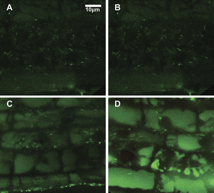 Visualization of calcium after salt stress. Fluo-4 was used for staining calcium in the root cells without stress (A, B) or after 2 h treatment of 100 mM NaCl (C, D). Shown are the cortex cells at the elongation zone of Col3 (A, C) and sos1-1 (B, D). (This figure is available in colour at JXB online.)