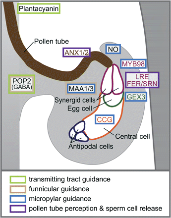 Model of pollen tube guidance to the female gametophyte in A. thaliana. An illustration of a pollen tube growing to an ovule is shown, with the guidance cues and genes that are proposed to regulate pollen tube guidance and perception overlaid on this diagram. If expression patterns are known, gene names are coloured to match the cells where they are expressed. Coloured boxes indicate steps that are disrupted in mutants. Please see the text for further details and references.