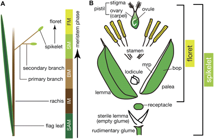 Schematic representations showing the structure of the rice ...
