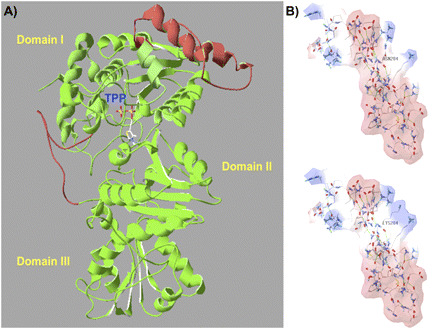 Three-dimensional VvDXS protein modelling and the putative electrostatic change conferred by the N–K substitution. DXS protein is a dimer and the structure of its monomers can be divided into three domains (I, II, and III). The active site is located between domain I and II, and the thiamine pyrophosphate coenzyme (TPP) is placed on the interface and interacts on domain II as described by Xiang et al. (2007). (A) The complete three-dimensional model of VvDXS obtained by the I-TASSER server. Two segments were reconstructed by ab initio modelling using the DXS crystallized structure (2O1×A) of Deinococcus radiodurans as template. Red parts represent linkers modelled, and mutation K284N falls within an α-helix of 46 amino acids in a linker between β-sheet 4 and 5 of domain I. (B) Electrostatic potential surface of the two VvDXS allelic forms calculated by SPDBV 4.01. Red and blue surfaces indicate the negative and positive potential, respectively.