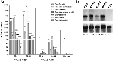 Monoterpenoid accumulation in transgenic tobacco plants overexpressing VvDXS N284 and VvDXS K284. Volatile and glycosidic monoterpenoid forms were isolated by solid-phase extraction and quantified by HRGC-MS analysis as described in the Materials and methods. Data are shown as means ±SDs of triplicate experiments. (A) B3-2 and B6-13 lines present a single copy of the transgene, whereas B3-12 and B6-14 lines present multicopy transgene insertion. Significant differences in monoterpenoid accumulation in transformed lines compared with wild-type plants are indicated as ***P <0.01 (two-way analysis of variance). (B) Northern blot results. B3-2 and B6-13 lines show similar expression levels; values are the ratio of band density (VvDXS/18S) calculated by using ImageJ software. CTR, wild-type line.