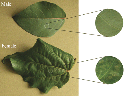 The morphological traits of P. cathayana leaves after 14 d of chilling stress.