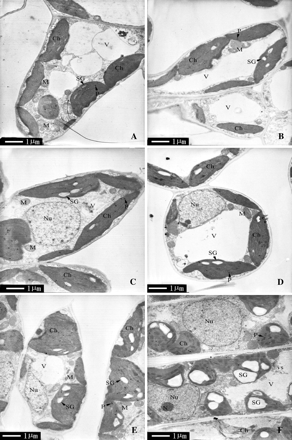 Transmission electron micrographs of mesophyll cells of P. cathayana males and females under different temperatures. (A) 25 °C, males; (B) 25 °C, females; (C) 15 °C, males; (D) 15 °C, females; (E) 4 °C, males; (F) 4 °C, females. Ch, chloroplast; Gr, granum; M, mitochondrion; N, nucleolus; Nu, nucleus; P, plastoglobule; SG, starch grain; V, vacuole; vs, small vesicle.