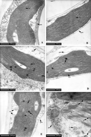 Ultrastructure of chloroplast in P. cathayana males and females under different temperatures. (A) 25 °C, males; (B) 25 °C, females; (C) 15 °C, males; (D) 15 °C, females; (E) 4 °C, males; (F) 4 °C, females. Gr, granum; M, mitochondrion; P, plastoglobule; SG, starch grain; V, vacuole; vs, small vesicle; pm, plasmalemma.