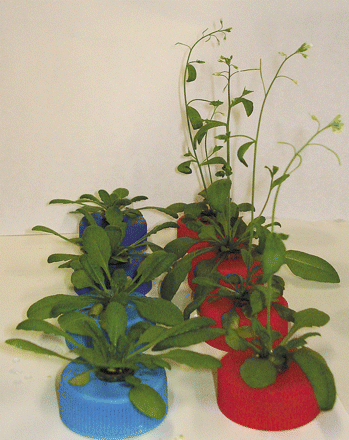 Arabidopsis thaliana wild-type (left) and ggt1 knockout mutant plants (right) grown in hydroponics.