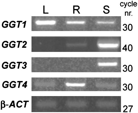 GGT gene expression patterns in different tissues. Relative abundance of each GGT transcript in leaf (L), root (R), and silique (S). The number of PCR cycles is indicated on the right. All reactions were performed at 30 cycles, but the At4g39650 PCR was extended to 40 cycles to highlight the presence of its transcripts in root tissues. The same quantity of mRNA from different tissues was used to obtain cDNA, and the products were amplified with each GGT gene-specific primer pair. β-Actin was used as the internal standard. GGT1, At4g39640; GGT2, At4g39650; GGT3, At1g69820; GGT4, At4g29210; β-ACT, β-actin.