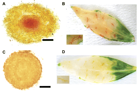 Enzyme histochemical detection of GGT activity in wild-type and ggt1 knockout roots and leaves. (A) Root apex transversal section, wild type; (B) wounded leaf, wild type; (C) root apex transversal section, ggt1; (D) wounded leaf, ggt1. Inset pictures in B and D are enlargements of a wounded area. Scale bars=100 μm.