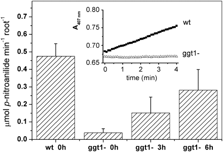 In vivo measurement of GGT activity in wild-type and ggt1 knockout A. thaliana roots. GGT activity is measured in vivo as the release of p-nitroaniline by Arabidopsis roots placed in a spectrophotometric cuvette containing 4.6 mM γ-glutamyl-p-nitroanilide; the solution was cycled through home-made piping from the cuvette to the spectrophotometer cell using a peristaltic pump (see Materials and methods for details). Plants incubated with 100 μM glutathione were harvested after 3 h and 6 h of incubation; single plant roots were transferred to a 5 ml tube containing 4.4 ml of bioassay solution. The change in absorbance at 407 nm induced by releasing p-nitroaniline into the assay medium was recorded for 10 min. Inset graph: spectrophotometric recording of the assay solution in contact with wild-type or ggt1 roots. Values are means ±SE of at least five replicates.