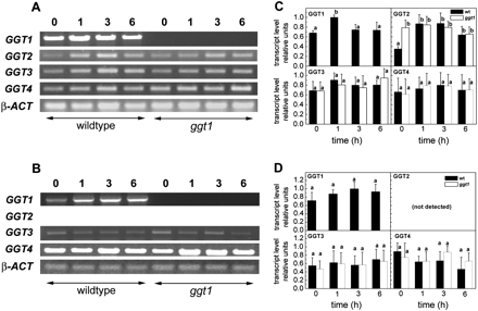 Gene expression analysis by semi-quantitative PCR of the four ggt genes in Arabidopsis thaliana wild-type and ggt1 knockout mutants, after 100 μM glutathione supplementation. Roots and leaves were harvested before treatment and then 1, 3, and 6 h after adding 100 μM glutathione to the growth medium. Gene expression analysis of the four ggt genes: PCR amplification products and relative expression levels in roots (A, C) and leaves (B, D). GGT1, At4g39640; GGT2, At4g39650; GGT3, At1g69820, GGT4, At4g29210; β-ACT, At3g12110. Data are presented as means ±SD from at least five independent measurements; error bars represent the SD. Different letters indicate significant differences between the wild type and ggt1 knockout lines (P <0.05); significance was evaluated with the Tukey test. See Materials and methods for further details.