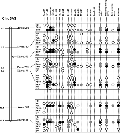 Marker–trait associations in the proximal region of chromosome 5AS associated with yield components (thousand kernel weight and number of kernels m−2). The association has been investigated in detail using seven polymorphic SSR markers spanning 10 cM in the target region. The marker order has been assumed as from the GrainGenes database (Ta-SSR-2004 and Ta-Synthetic/Opata-BARC-5A consensus maps). White- and grey-filled circles indicate marker-wise significant and highly significant (P 0.05 and P 0.01, respectively) associations. Black-filled circles represent experiment-wise significant associations (Bonferroni's correction P 0.05).