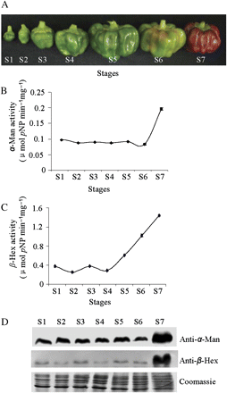 α-Man and β-Hex activity during capsicum fruit development and ripening. (A) Capsicum fruits used in this study. Flowers were tagged at anthesis and fruits were harvested at different stages of development and ripening at 7 (S1), 14 (S2), 21 (S3), 28 (S4) d after fruit set (DAF) and mature green (S5), breaker (S6), and red (S7) stages. (B) Specific activity of the α-Man enzyme was determined in different stages of fruits. Data are mean ±sem, n=3. (C) Specific activity of the β-Hex enzyme in different stages of fruits. Data are mean ±sem, n=3. (D) α-Man and β-Hex protein levels during the fruit development and ripening stages of capsicum were determined by immunoblotting.