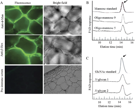 α-Man and β-Hex are the cell wall localized N-glycan processing enzymes. (A) The cell wall localization of the α-Man and β-Hex proteins was revealed using affinity purified antibodies. Preimmune serum was used as the negative control. (B) HPAE chromatograms show the N-glycan processing ability of α-Man. Arrow indicates the release of mannose residues. (C) N-glycan processing function of the β-Hex was determined by HPAE chromatography. N-glycan 1 and N-glycan 2 are biantennary N-linked core pentasaccharide and asialo, agalacto, biantennary, respectively. The arrow indicates the release of GlcNAc residues.