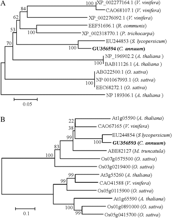 The phylogenetic relationships among the α-Man and β-Hex homologues. Values at the branch nodes indicate the numbers of trials out of 100 that produced each node. The 0.05 and 0.1 scale represents 5% and 10% change, respectively. (A) Phylogenetic analysis of the α-Man polypeptide sequences taken from selected plants. (B) Phylogram showing the relationship of selected β-Hex from plants.