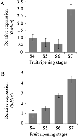 α-Man and β-Hex transcripts accumulate specifically during the ripening of capsicum. The relative transcript level of the α-Man and β-Hex was determined during capsicum fruit ripening by quantitative RT-PCR analysis. GAPDH was used as the endogenous control. Data are mean ±sem, n=3. (A) Relative expression of the α-Man during the different stages of capsicum ripening. (B) Relative expression of the β-Hex during capsicum fruit ripening stages.