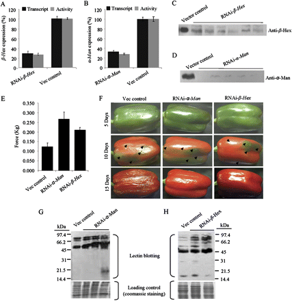 RNAi mediated silencing of the α-Man or β-Hex enhances capsicum fruit shelf life and reduces the rate of fruit softening and N-glycoprotein degradation. (A, B) Capsicum fruits were agroinjected at the mature green stage. The transcript level and enzyme activity was determined in the RNAi fruits 7 d after agroinjection by quantitative RT-PCR and enzyme assay, respectively, which revealed ∼70% suppression of the α-Man and β-Hex expression. Data are mean ±sem, n=3. (C, D) Immunoblot analysis of agroinjected fruits using antibodies specific to β-Hex or α-Man (70 kDa subunit). Lanes represent proteins isolated from individual RNAi fruits. (E) Firmness of fruit pericarp was quantitatively measured 15 d after agroinjection using a texture analyser (1 mm compression). Data are mean ±sem, n=15. P is 0.0021 and 0.0008 for RNAi-α-Man and β-hex, respectively. (F) The progression of fruit deterioration was recorded by time lapse photography. Time after agroinjection is specified by days. Arrows indicate injection marks on fruit. (G, H) Lectin blots, using G. nivalis agglutinin (G) and wheat germ agglutinin (H) show enhanced level of the α-mannose- and GlcNAc-containing glycoproteins in the α-Man and β-Hex RNAi fruits, respectively. Total proteins isolated from individual RNAi fruits were loaded onto separate lanes of SDS-PAGE. The analysis was done with fruits 10 d after agroinjection.