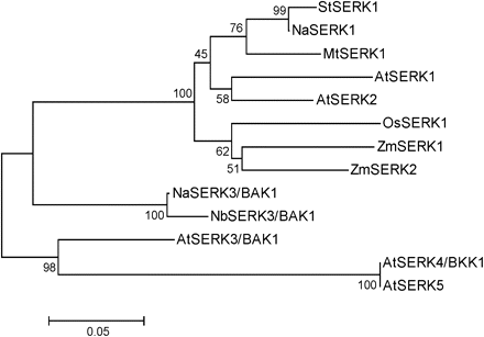 Phylogenetic tree of SERK proteins. Phylogenetic tree (unrooted) was constructed using protein sequences of several SERK genes from different plant species. NCBI (GenBank) accession numbers of SERK genes and SERK proteins included in this analysis are: N. attenuata: NaBAK1 (HM639279), NaSERK1 (HM639280); N. benthamiana: NbSERK3/BAK1 (CK291393); Arabidopsis thaliana: AtSERK1 (NP_177328), AtSERK2 (NP_174683), AtSERK3 (NP_567920), AtSERK4 (NP_178999), AtSERK5 (NP_179000); Solanum tuberosum: StSERK1 (ABO14172); Medicago truncatula: MtSERK1 (AAN64294); Oryza sativa: OsSERK1 (BAD86793); Zea mays: ZmSERK1 (CAC37638); ZmSERK2 (CAC37639).