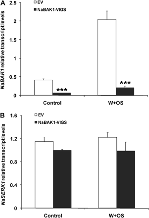 Silencing NaBAK1, but not NaSERK1 by virus-induced gene silencing. N. attenuata plants were infiltrated with Agrobacterium carrying pTV00 or pTV-NaBAK1 to generate EV and NaBAK1-VIGS plants, respectively. Mean (±SE) levels of NaBAK1 (A) and NaSERK1 (B) transcripts in EV and NaBAK1-VIGS plants were measured with qPCR in untreated (control) and 1 h W+OS-treated samples. Asterisks represent significantly different transcript levels between EV and NaBAK1-VIGS plants (unpaired t test; *P <0.05; **P <0.01; ***P <0.001; n=5).