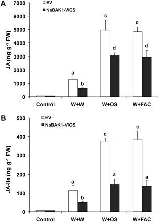NaBAK1 positively regulates wounding- and herbivory-induced accumulation of JA and JA-Ile. Leaves of EV and NaBAK1-VIGS plants were wounded with a pattern wheel and 20 μl of water (W+W), M. sexta oral secretions (W+OS), or FAC A solution (W+FAC) were immediately applied to each leaf. Individual leaves from five replicate plants were harvested after 1.5 h. Mean JA (A) and JA-Ile (B) concentrations (±SE) in EV and NaBAK1-VIGS plants were analysed with HPLC-MS/MS. Different letters indicate significant differences (two-way ANOVA, Fisher's PLSD test; P <0.05; n=5).