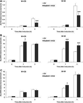 Transcript accumulation of NaTD, NaJAR4, and NaJAR6 in wounding- and herbivory-induced EV and NaBAK1-VIGS plants. Leaves of EV and NaBAK1-VIGS plants were wounded with a pattern wheel and 20 μl of water (W+W) or M. sexta oral secretions (W+OS) were immediately applied to each leaf. Leaves from replicate plants were harvested at the indicated times. Mean transcript levels (±SE) of N. attenuata NaTD (A), NaJAR4 (B), and NaJAR6 (C) were measured with quantitative real-time PCR. Asterisks represent significantly different levels between EV and NaBAK1-VIGS plants at the indicated times (unpaired t test; *P <0.05; **P <0.01; ***P <0.001; n=5).