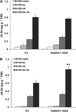 Ile and JA, rather than JAR activity, limit the accumulation of JA-Ile in EV and NaBAK1-VIGS plants. Leaves of EV and NaBAK1-VIGS plants were wounded with a pattern wheel and treated with 20 μl of M. sexta oral secretions (OS) or water (W+OS and W+W, respectively) or an excess (0.625 nmol) of Ile or JA (W+OS+Ile, W+OS+JA, W+W+Ile, and W+W+JA) or both (W+OS+Ile+JA and W+W+Ile+JA). Mean JA-Ile levels (±SE) were analysed 2 h after plants were OS elicited and supplied with an excess of JA-Ile biosynthesis substrates (A) and wounded and supplied with an excess of JA-Ile biosynthesis substrates (B). Asterisks represent significantly different levels between EV and NaBAK1-VIGS plants after indicated treatments (unpaired t test; *P <0.05; **P <0.01; ***P <0.001; n=5)