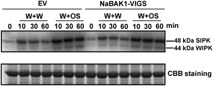 Silencing NaBAK1 does not impair wounding- and herbivory-induced MAPK activity in N. attenuata leaves. Leaves of EV and NaBAK1-VIGS plants were treated with W+W or W+OS and harvested at the indicated times. MAPK activity was analysed by an in-gel kinase assay using myelin basic protein as the substrate (upper panel). Same amount of each protein sample was run on another PAGE gel and stained with Coomassie Brilliant Blue (CBB) to confirm equal loading (bottom panel).